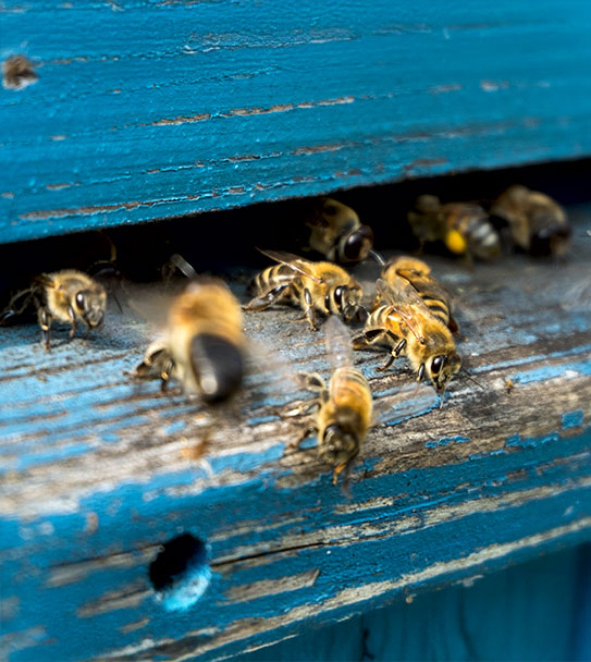 Life of bees. Worker bees. The bees bring honey.